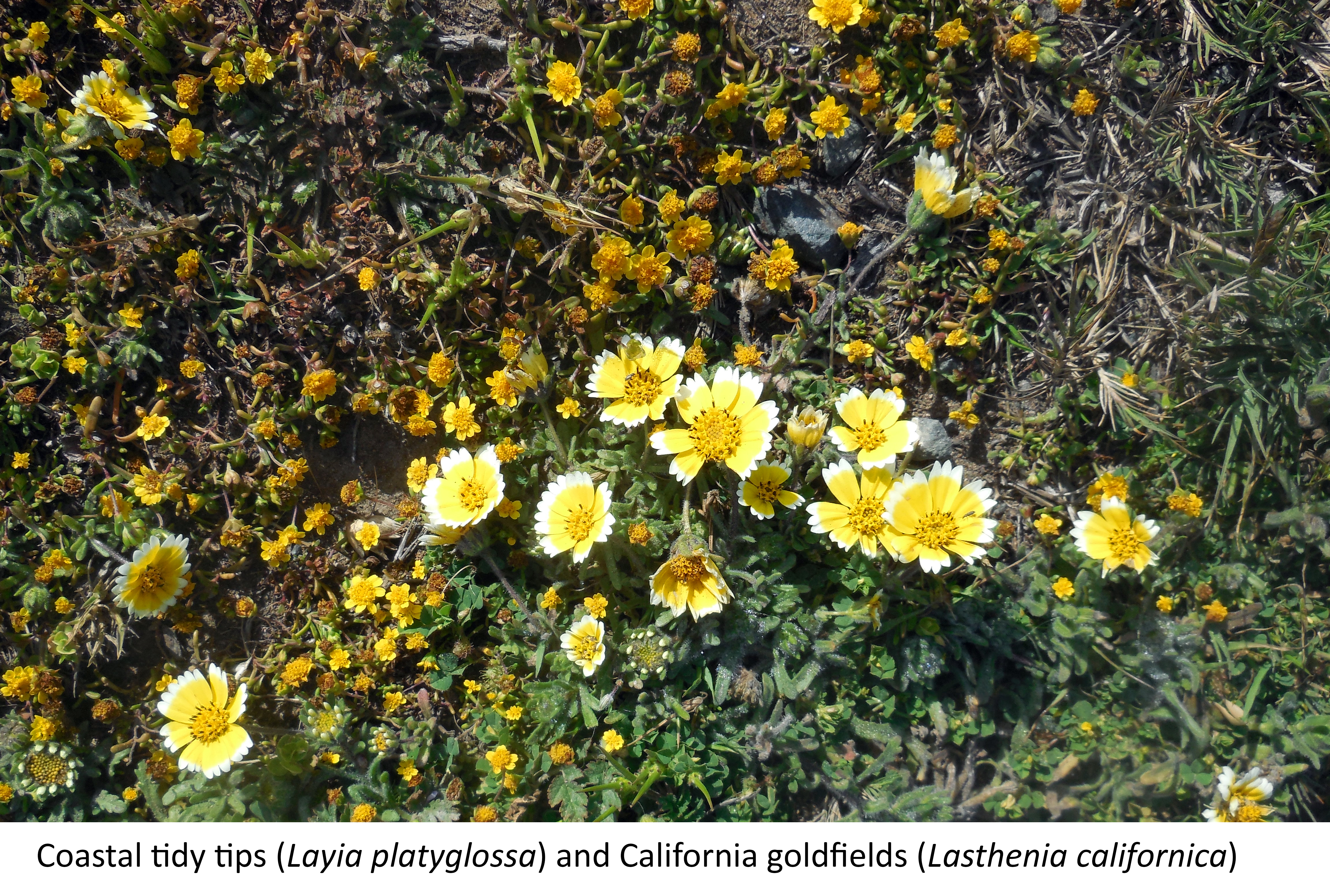 coastal tidy tips (Layia platyglossa) and California goldfields (Lasthenia californica)